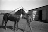 סוס וחלוץ, קיבוץ תל-יוסף – הספרייה הלאומית