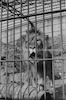 אריה בכלוב בגן חיות, אוסקה