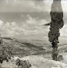 עץ בודד בהרי יהודה – הספרייה הלאומית