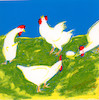 ציורים - סיפורי תרנגולות.