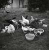 משפחת אבני בישוב הקהילתי שאר ישוב, יונה מאכילה את הברווזים והתרנגולים.