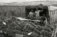 מטע הבננות בדגניה א' – הספרייה הלאומית
