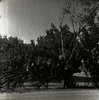 קובי כרמי, בנו של הצלם, עם חבריו מטפסים על עץ בטיול לבן שמן – הספרייה הלאומית