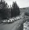 איכר רומני רועה צאן בכביש ליד מושב עלמה – הספרייה הלאומית