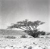 עץ שיטה בהרי אילת, בדרך לאילת – הספרייה הלאומית