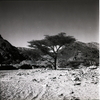עץ שיטה בואדי בהרי אילת – הספרייה הלאומית