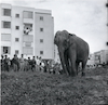קרקס מדראנו מסלוניקי בהופעה בישראל, תושבים מביטים מקרוב על הפיל – הספרייה הלאומית