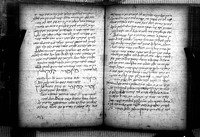 אילן.