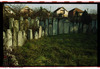 Photograph of: Jewish cemetery in Zrenjanin.