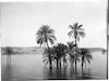 עצי דקל במימי הנילוס, מצרים.