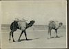 שני גמלים ועליהם שקי חול (זיפזיף), חוף תל אביב.