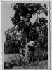 רחל ליברמן (לימים כפרי) וחברותיה בנות נהלל על עץ התאנה בעין בידה, סמוך למושב נהלל.