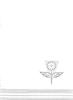 על פרחים ובצלים : גידול פקעות סייפנים ליצוא, סתיו 1964.