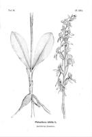 Botanische Unterhaltungen zum Verständniss der heimatlichen Flora : vollständiges Lehrbuch der Botanik in neuer und praktischer Darstellungsweise / von B. Auerswald.