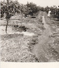 Israel - Early method of irrigation of citrus fruits grove.