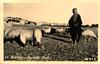 Bethlehem - Shepherds' Field (Eretz Israel - Palestine).