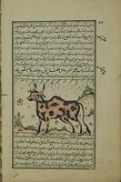 خواص الحيوان / [ترجمه حياة الحيوان، تأليف كمال الدين محمد ابن موسوى دميرى، ترجمه] ميرزا محمد تقى بن خواجه محمد تبريزى.