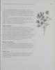 Medicinal plants of the Holy Land / Dan Palevitch, Zohara Yaniv ; [plant drawings, Iris Efrat and Ze'ev Sheffer ; translation for the English edition, Ron Price].