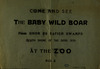 The Baby Wild Boar – הספרייה הלאומית