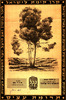 תעודת תרומת עצים ביער ע"ש דדו - ניתנה לאגד בע"מ, תל אביב – הספרייה הלאומית