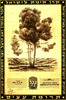 תעודת תרומת עצים - ניתנה לאגד בע"מ, תל אביב – הספרייה הלאומית