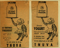 Yogurt from pasteurized sheep milk.