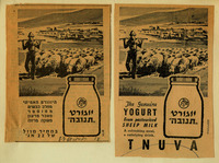 Yogurt from pasteurized sheep milk.