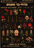 ציורי פרחי-בר מוגנים : צא לנוף אך אל תקטוף – הספרייה הלאומית