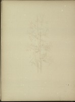 Wild flowers of the Holy land : fifty-four plates printed in colours, drawn and painted after nature / by Mrs. Hannah Zeller ; with a preface by H.B. Tristram ; and an introduction by Edward Atkinson.