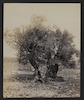 An Olive Tree