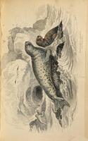 The natural history of the amphibious Carnivora, including the Walrus and seals, also of the herbivorous Cetacea, &c : with memoir and portrait of Peron / by Robert Hamilton.