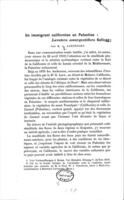 Un immigrant californien en Palestine: Lavatera assurgentiflora Kellogg / par A. Aaronsohn.