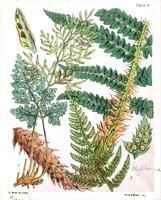 A popular history of the British ferns and the allied plants : comprising the club-mosses, pepperworts, and horsetails / by Thomas Moore.