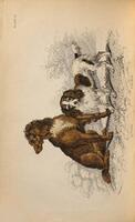 The natural history of dogs : Canidae or genus canis of authors : including also the genera Hyaena and Proteles / by Chas. Hamilton Smith.