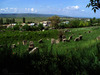 Photograph of: Jewish Cemetery in Orhei (Orgeev).