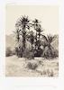 Group of Palms in the Wadee Feyrán