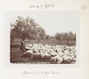 Shepherd leading his flock, Palestine