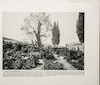 Garden of Gethsemane – הספרייה הלאומית