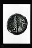 Reverse Prutah, Caesarea Maritima (?) Jerusalem (?). Photograph of: Coins of the Roman Procurators