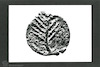 Obverse Minima, Caesarea Maritima. Photograph of: Coins of the Jewish War (?)