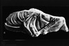 Photograph of: Beth Shearim, A marble fragment of a Human figure – הספרייה הלאומית