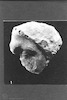 Photograph of: Beth Shearim, A marble fragment of a human figure�s head.