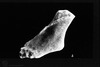 Photograph of: Beth Shearim, A marble fragment of a human's foot.