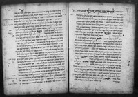 צרי הגוף.