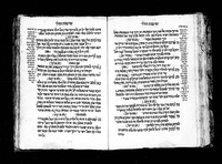 שושנת המלך.