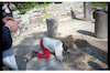 Photograph of: Archeological site in Butrint.