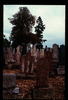 Tombstone. Photograph of: Jewish cemetery in Sombor