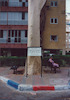 אקליפטוס לימוני ברחוב שפירא בתצלום נראה עץ אקליפטוס. לידו שלט.