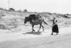 An Arab woman walking with her donkey.