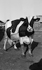 The Kibbutz Merhavia, receive a special prize for their cows which their milk production is the highest in the world.